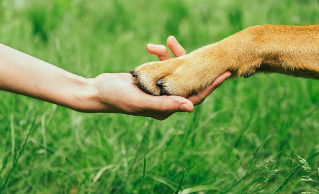 dog paw and human hand are doing handshake dog paw and human hand are doing handshake