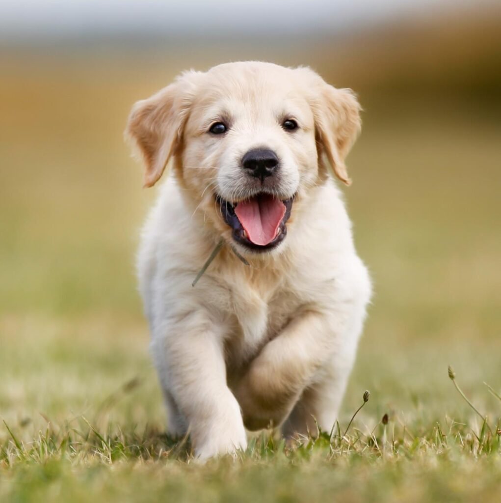 powerpoint presentation