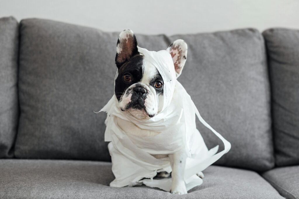 pexels photo 10011515 10011515 Adorable French Bulldog sitting on a couch, playfully wrapped in toilet paper indoors.