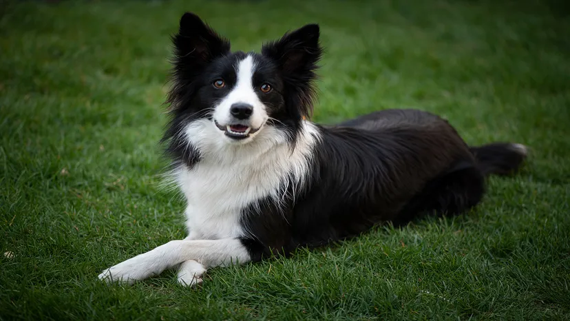 border collie crossing paws