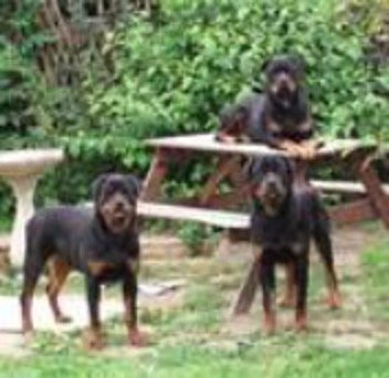 3dobermans